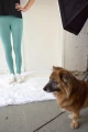 Bio Leggings in Türkis High Waist Ansicht von vorne mit Hund