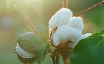 Aufnahme von einer Bio Baumwolle Blüte die von einem Sonnenstrahl angeleuchtet wird