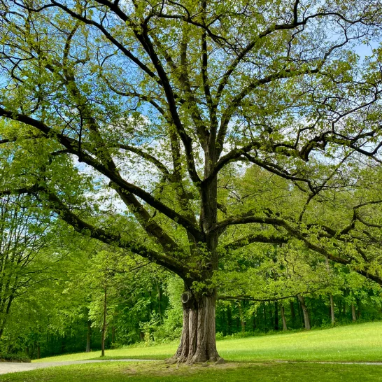 Großer Laubbaum mit frischem Blattgrün vor anderen grünen Bäumen auf einer Wiese stehend